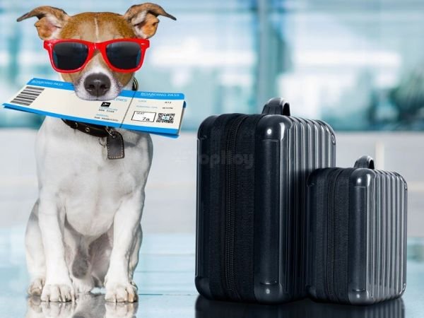 Upgrade Para Mascotas