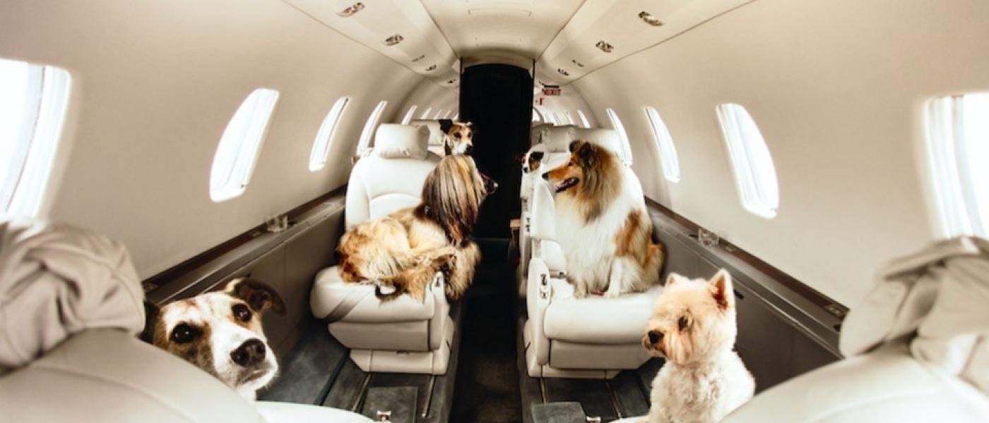 Upgrade Para Mascotas